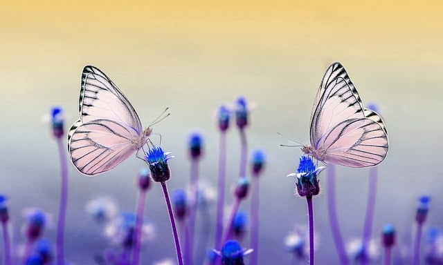 moth-moths-640x480-49962234.jpeg