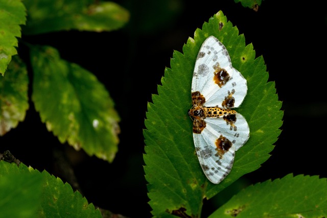 moth-moths-640x480-55777214.jpeg