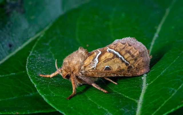 moth-moths-640x480-55858820.jpeg