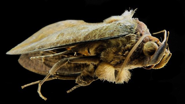 moth-moths-640x480-57271113.jpeg