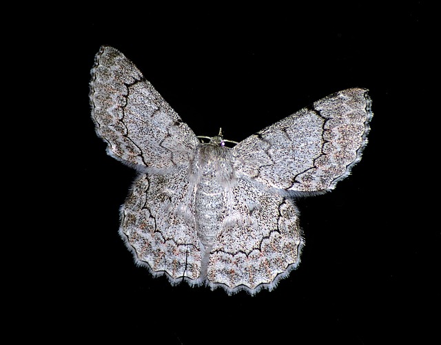 moth-moths-640x480-70495065.jpeg