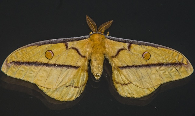 moth-moths-640x480-72346781.jpeg