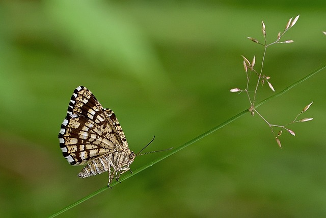 moth-moths-640x480-74806993.jpeg