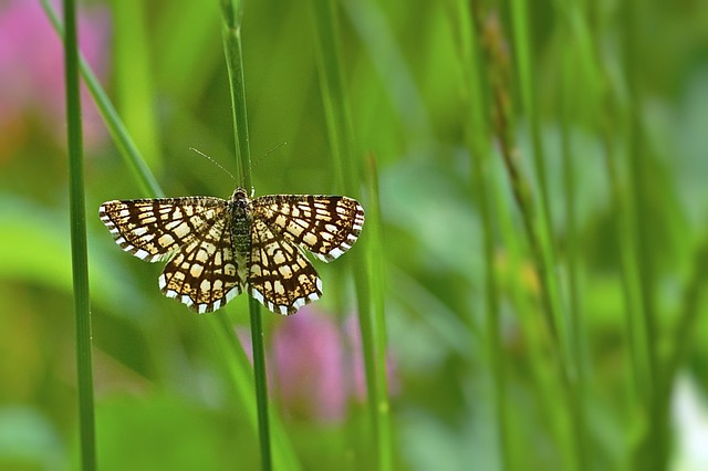 moth-moths-640x480-91870065.jpeg