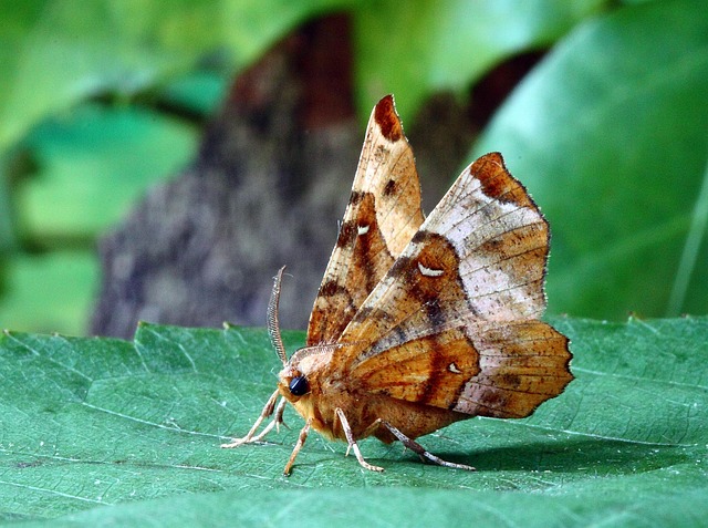moth-moths-640x480-93616224.jpeg