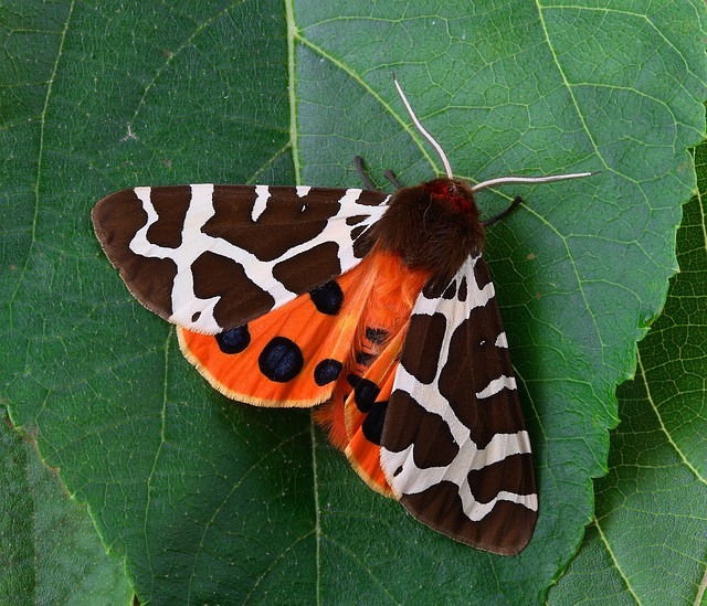 moth-moths-640x480-93735204.jpeg