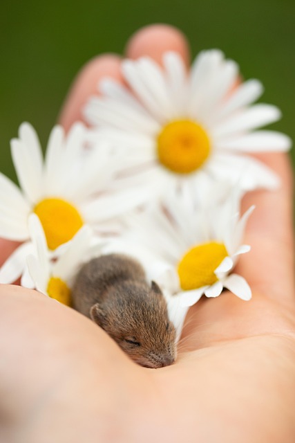 mouse-640x480-17522089.jpeg