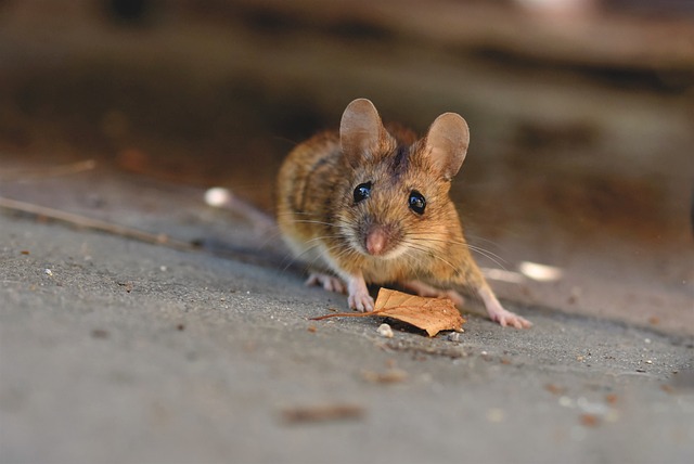 mouse-640x480-63664715.jpeg