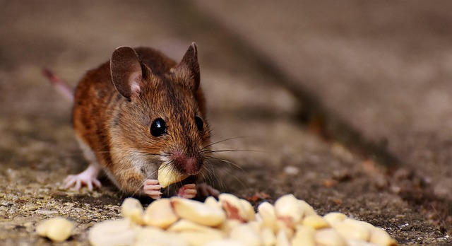 mouse-640x480-69164767.jpeg