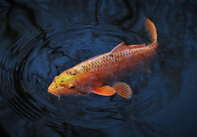 outdoor pond