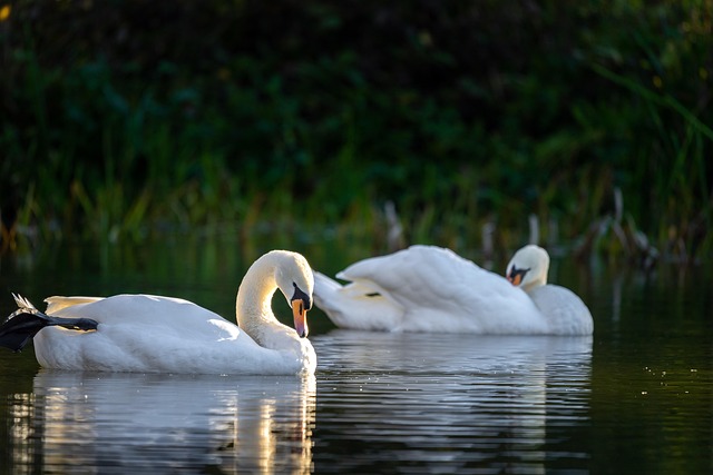 outdoor pond