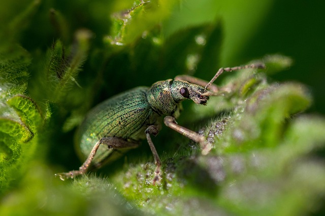 pest-640x480-12022688.jpeg
