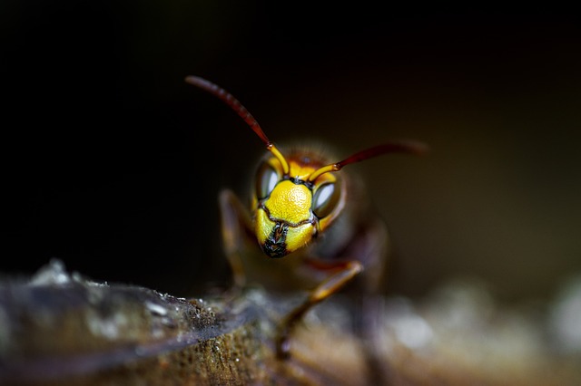 pest-640x480-18378301.jpeg