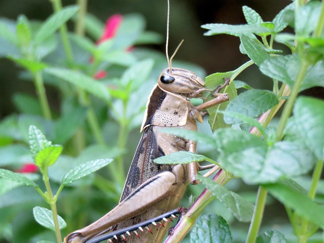 Perimeter Pest Control: Safeguarding Properties & Customers from Rodent Intrusion