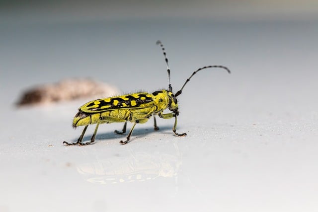 pest-640x480-21949155.jpeg