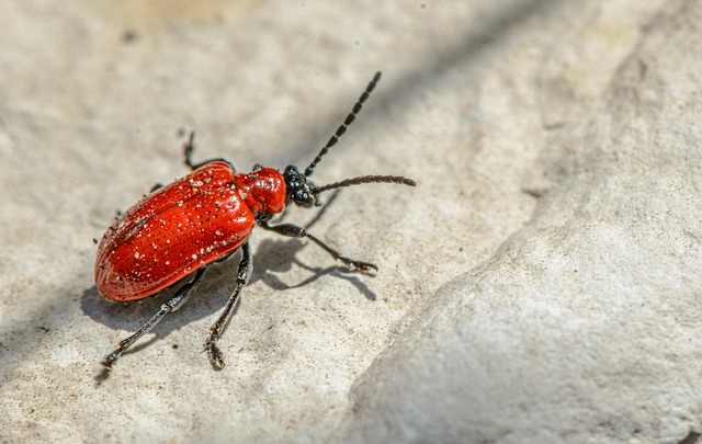 pest-640x480-27367204.jpeg