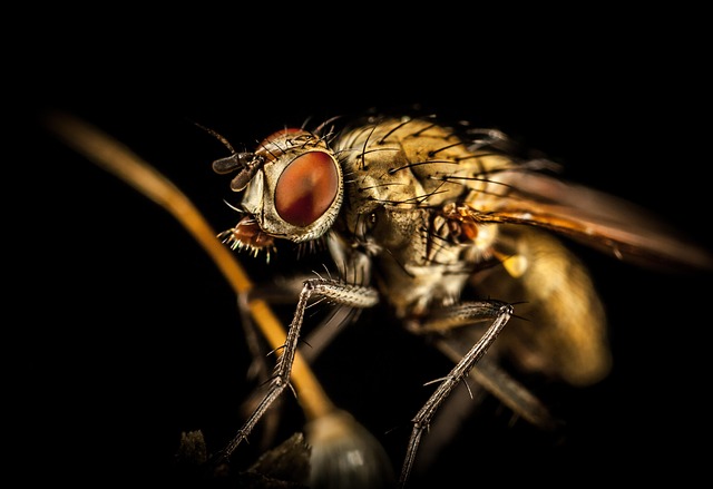 pest-640x480-30931636.jpeg