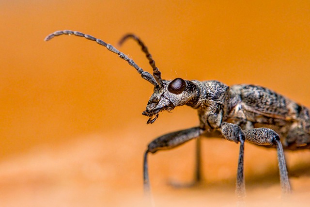 pest-640x480-38257644.jpeg