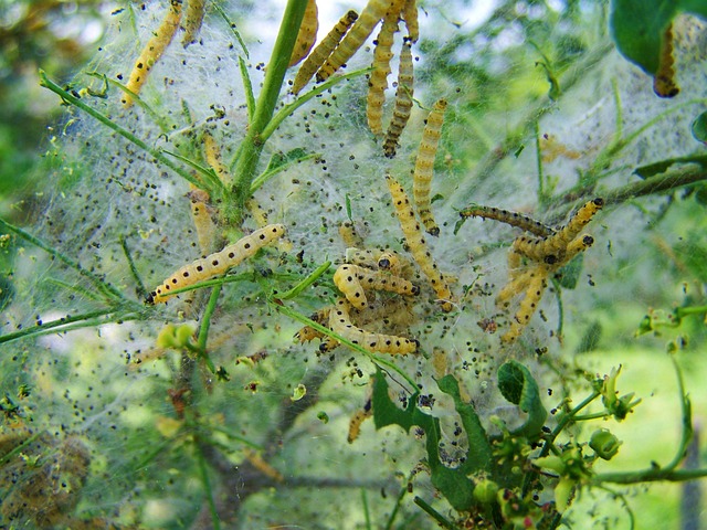 pest-640x480-40173531.jpeg