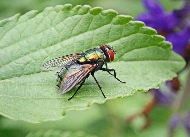 pest-640x480-41119329.jpeg