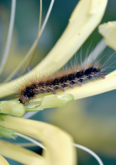 pest-640x480-49169867.jpeg