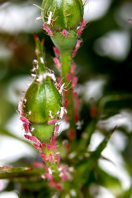 Mastering Pest Prevention: Expert Strategies for Long-Term Protection