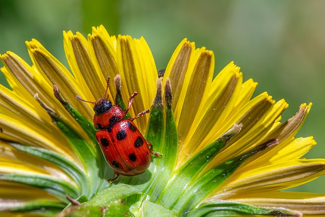 pest-640x480-50508563.jpeg