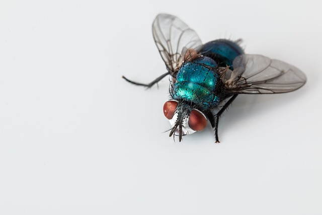 Expert Guide to Commercial Pest-Proofing: Protect Your Space
