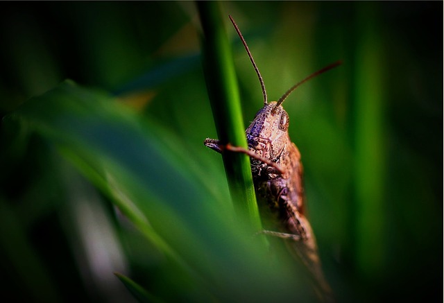 Expert Guide to Eco-Friendly Pest Prevention & Professional Rodent Removal