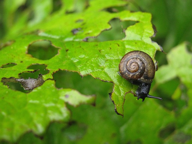 pest-640x480-60449175.jpeg
