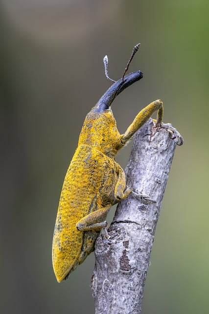pest-640x480-60512273.jpeg