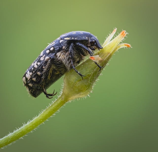 pest-640x480-62363243.jpeg
