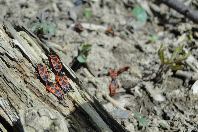 pest-640x480-62413032.jpeg