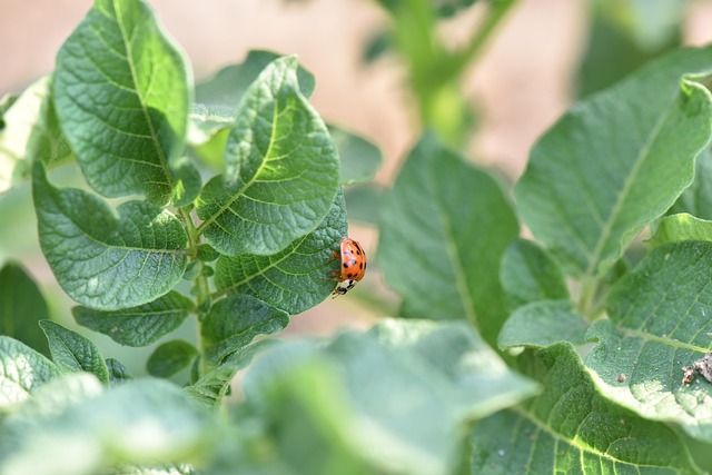 pest-640x480-70412071.jpeg