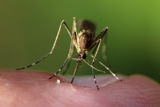 Rodent Control Solutions: Safeguarding Outdoor Spaces from Mosquito & Tick Threats