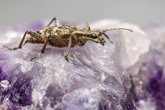 pest-640x480-82551951.jpeg