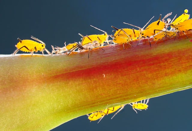 pest-640x480-85146274.jpeg
