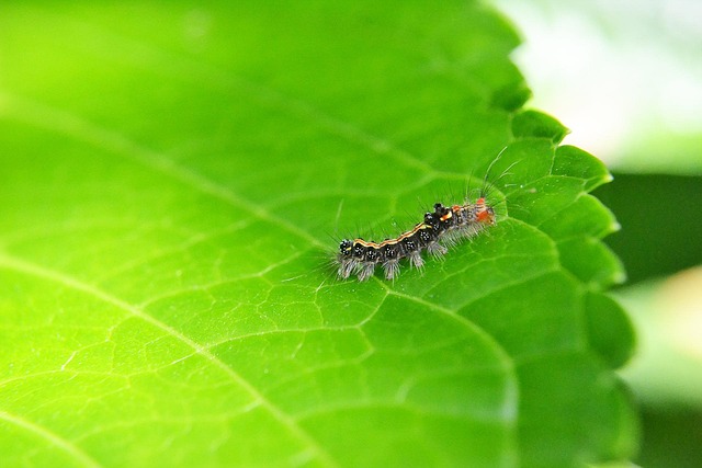 pest-640x480-87631126.jpeg