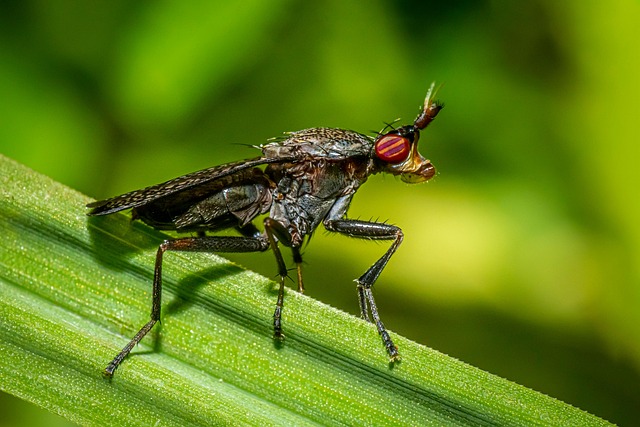 pest-640x480-9146891.jpeg