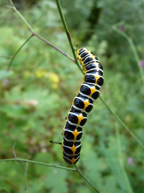 pest-640x480-95748967.jpeg