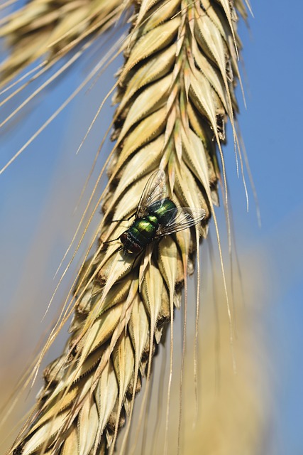 pest-640x480-97370008.jpeg