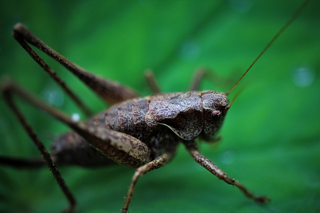 pest-640x480-99450207.jpeg