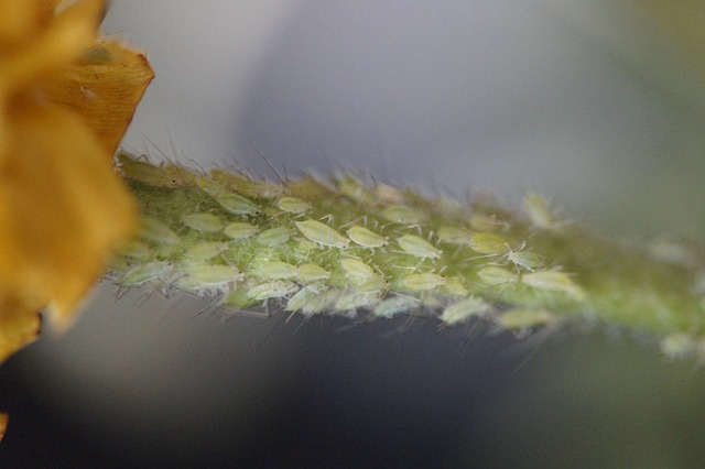 Targeted Treatments: Commercial Pest Control for Restaurants, Warehouses & Retail Spaces