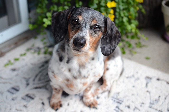 Unleash Your Inner Pet Pal: The Art of Pet Sitting & Dog Walking