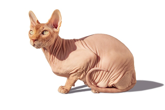 pet-sitting-640x480-522975.jpeg