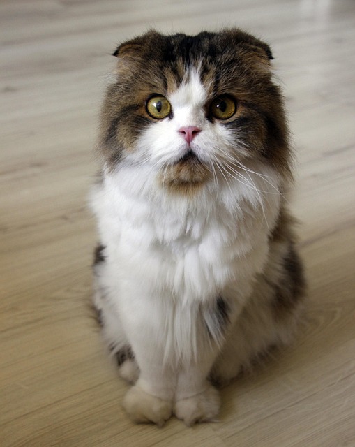 Professional Pet Sitting and Dog Walking: Trustworthy Care for Furry Friends