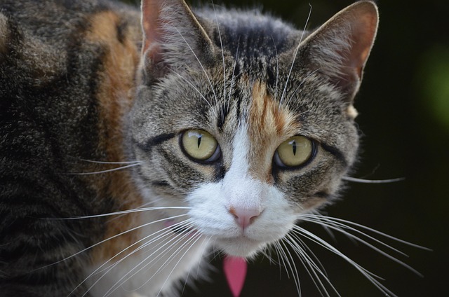 pet-sitting-640x480-59442843.jpeg