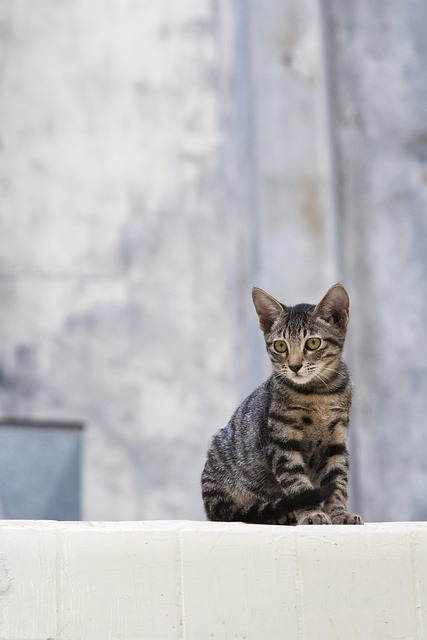 Pet Sitting & Dog Walking: Essential Services for Happy, Healthy Pets