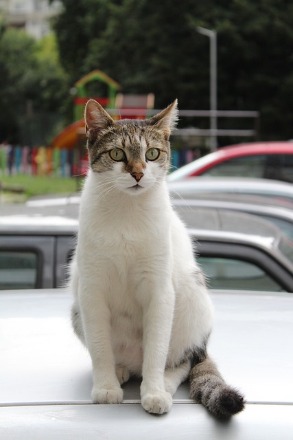 pet-sitting-640x480-93905668.jpeg