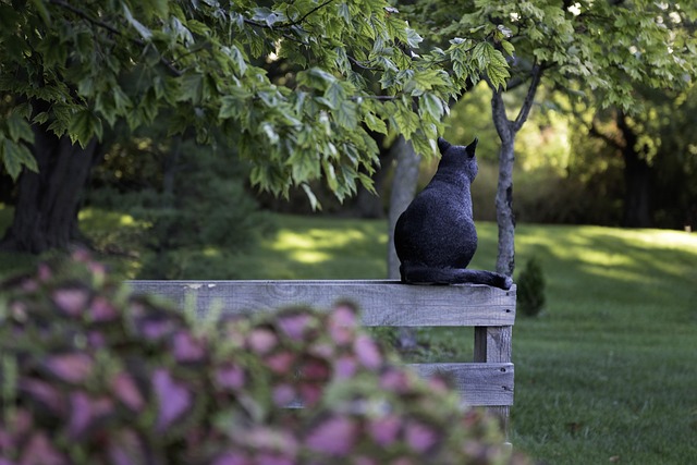 pet-sitting-640x480-96611209.jpeg